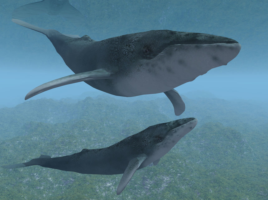 水中游行的两头鲸鱼哺乳动物海洋馆