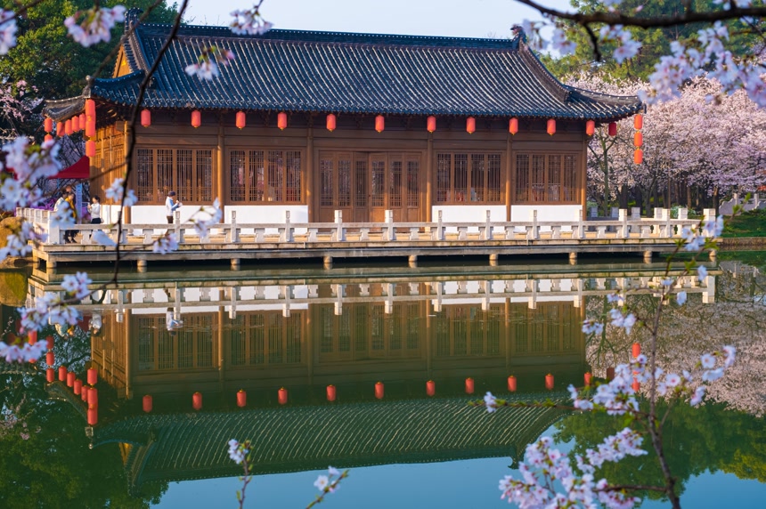 东湖樱花公园又称武汉莫山樱花公园美景