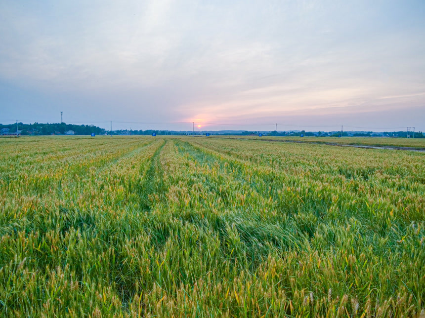 麦穗 麦粒 麦芒
