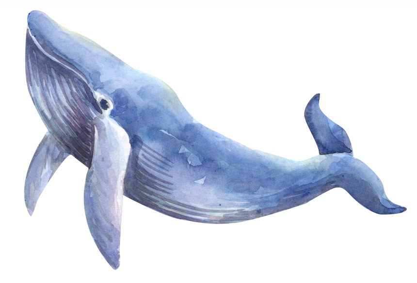 鲸鱼水彩画手绘插图白底图