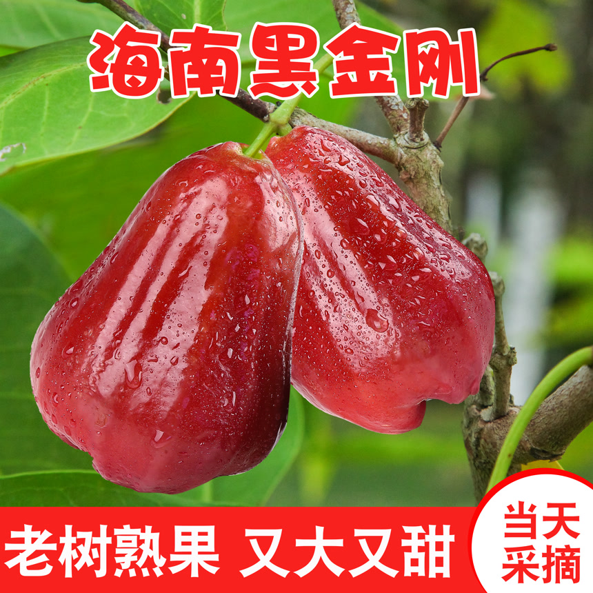 海南新鲜莲雾主图