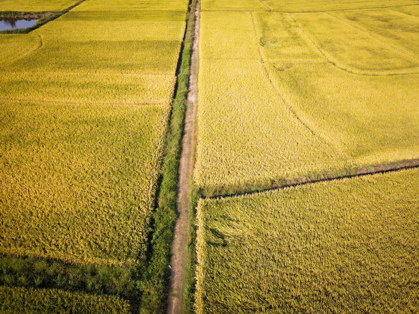 航拍稻田