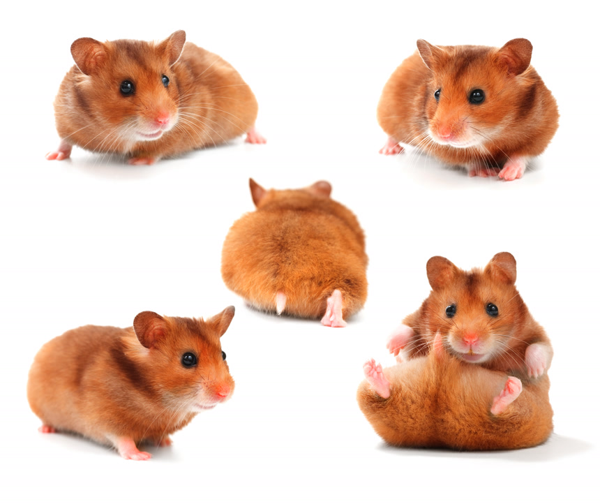 白底图上的小松鼠动物