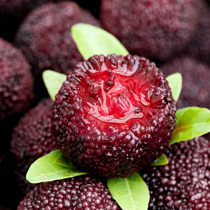 新鲜大杨梅主图