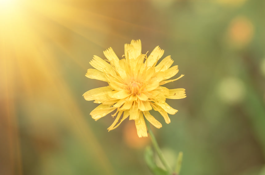 阳光下的一朵黄色花植物特写壁纸