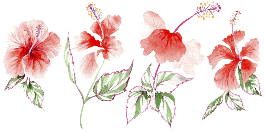 野花玫瑰一朵在孤立的水彩风格植物花草