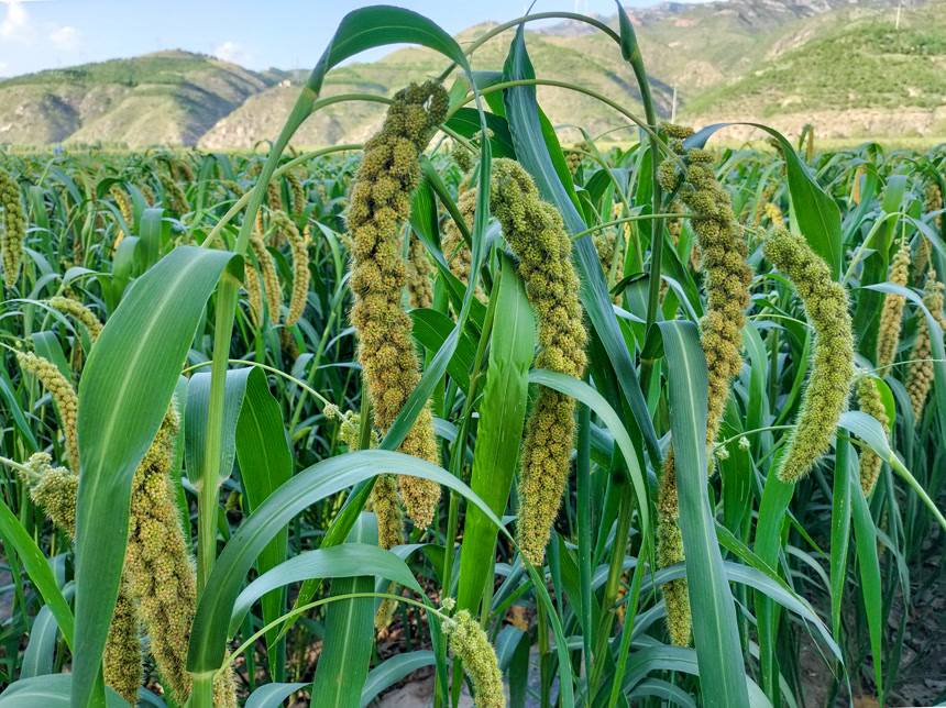 田里的小米谷子