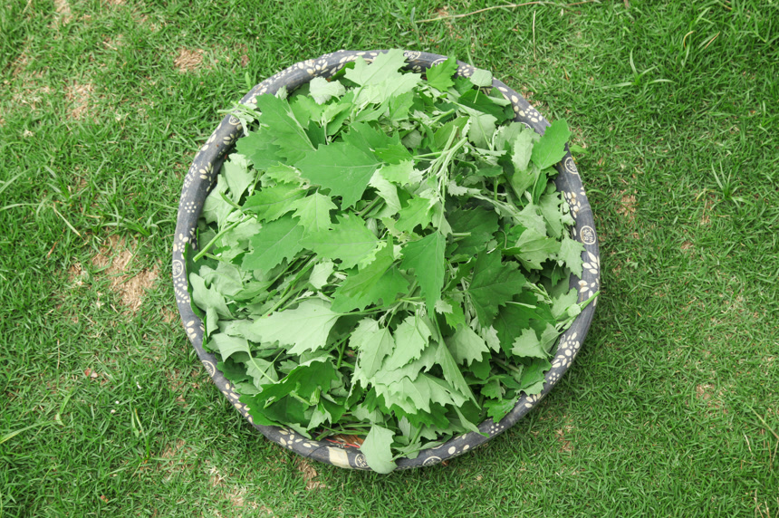 手里拿着新鲜灰灰菜