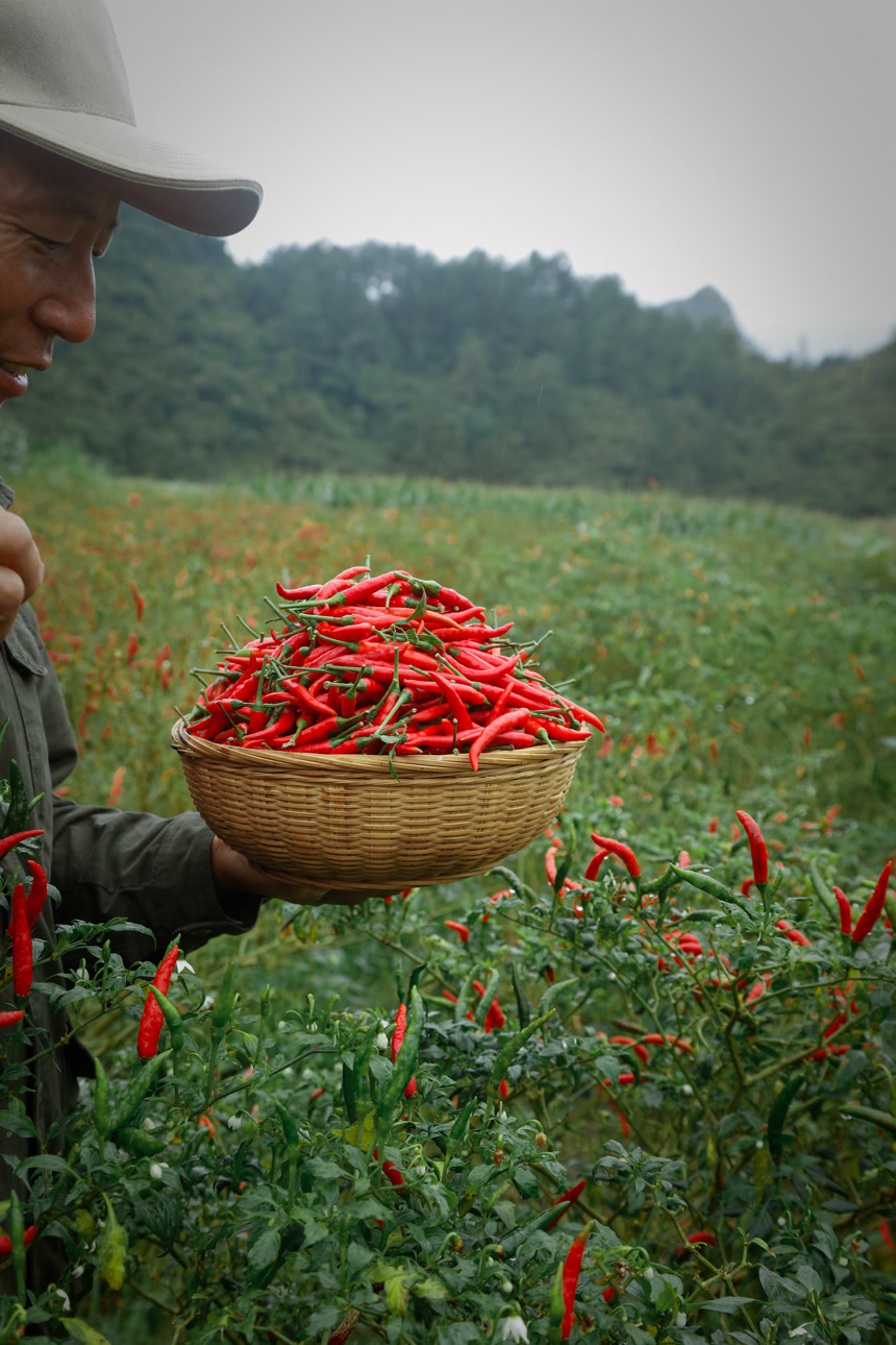 夏季菜园中的农民