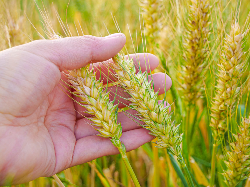 麦穗 麦粒 麦芒