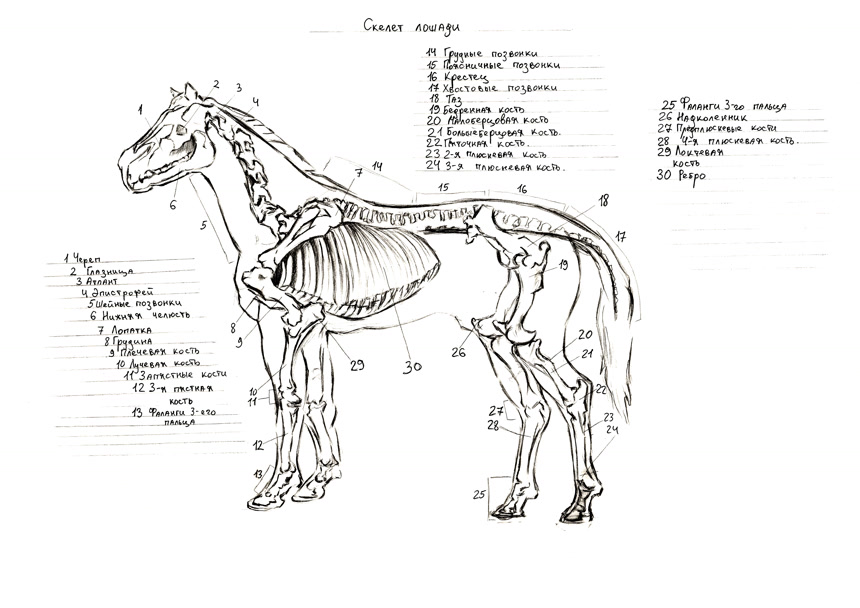 图形学自然主义生物马图解。 用铅笔画的马身体部位名称