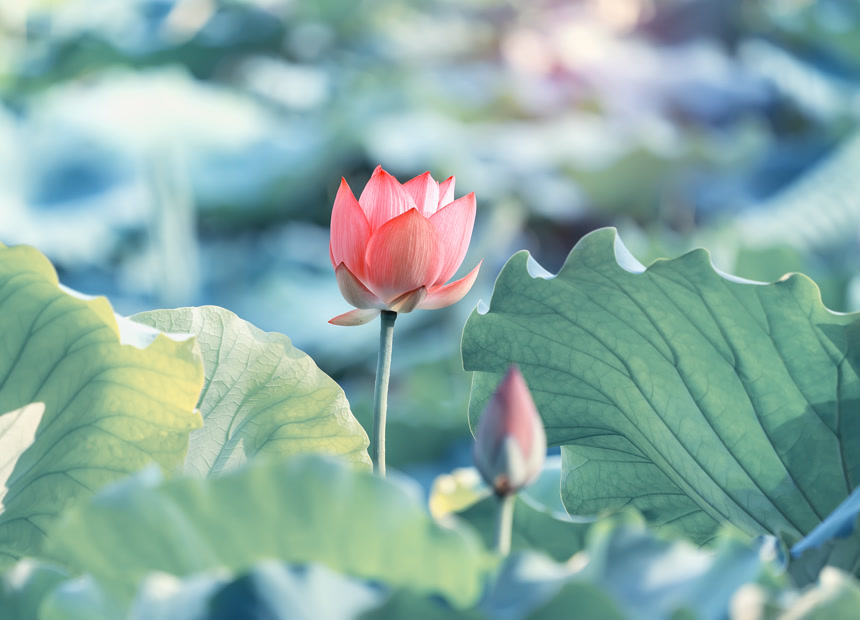 池塘中的莲花或睡莲自然风景夏季花朵植物