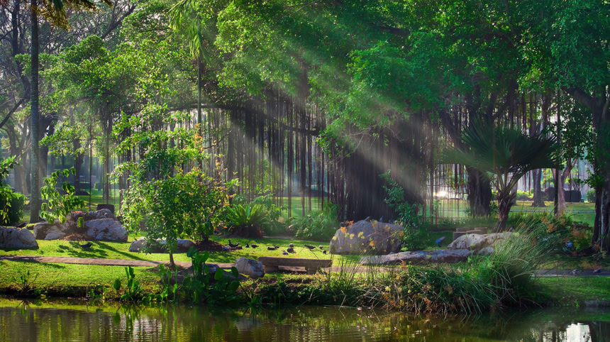 公园内的榕树摄影图自然景观