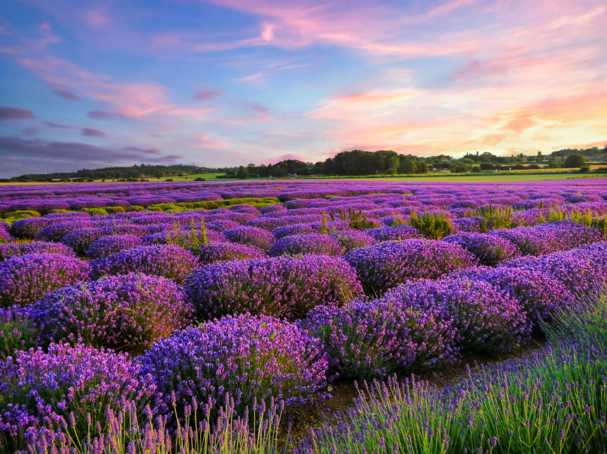 lavender fields in the summer, United Kingdom薰衣草花海绿色植物