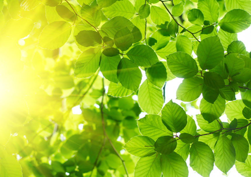 阳光穿过树叶唯美小清新背景