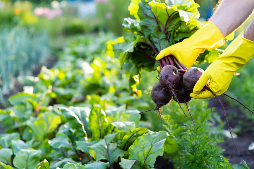 甜菜的收获掌握在农民手中，园艺和农业，无害环境的产品从花园里挖出来绿色有机