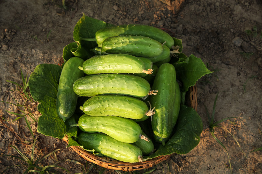 手里拿着刺黄瓜