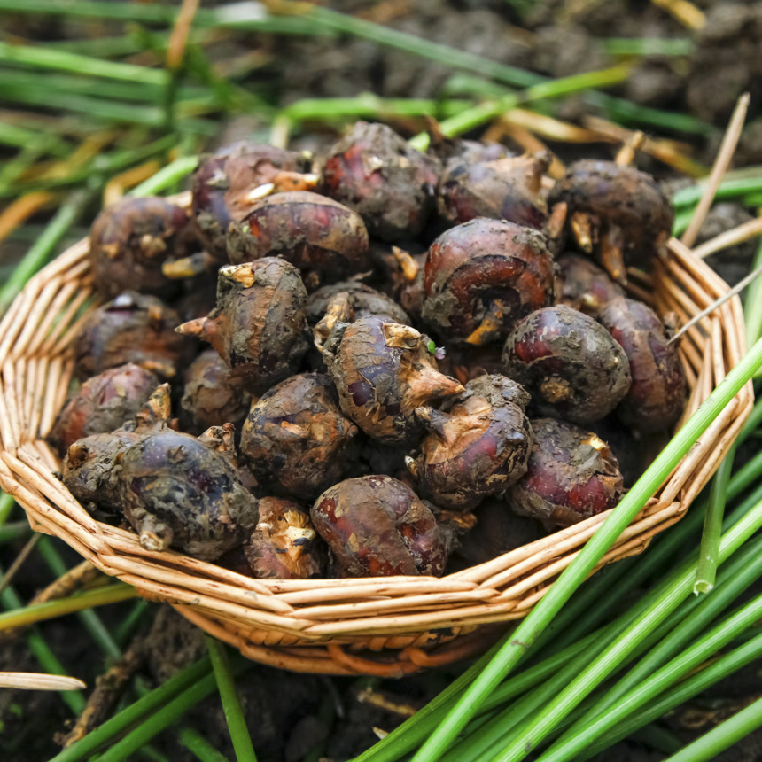 新鲜现挖的马蹄