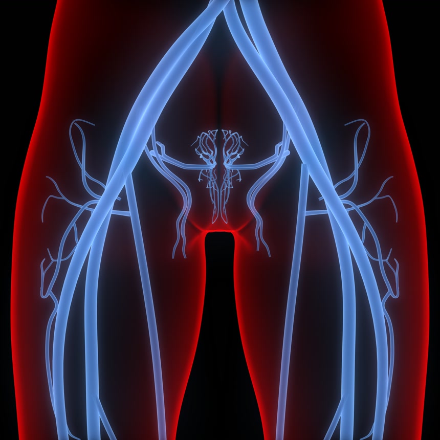 3D立体渲染人体膀胱循环解剖医学图示