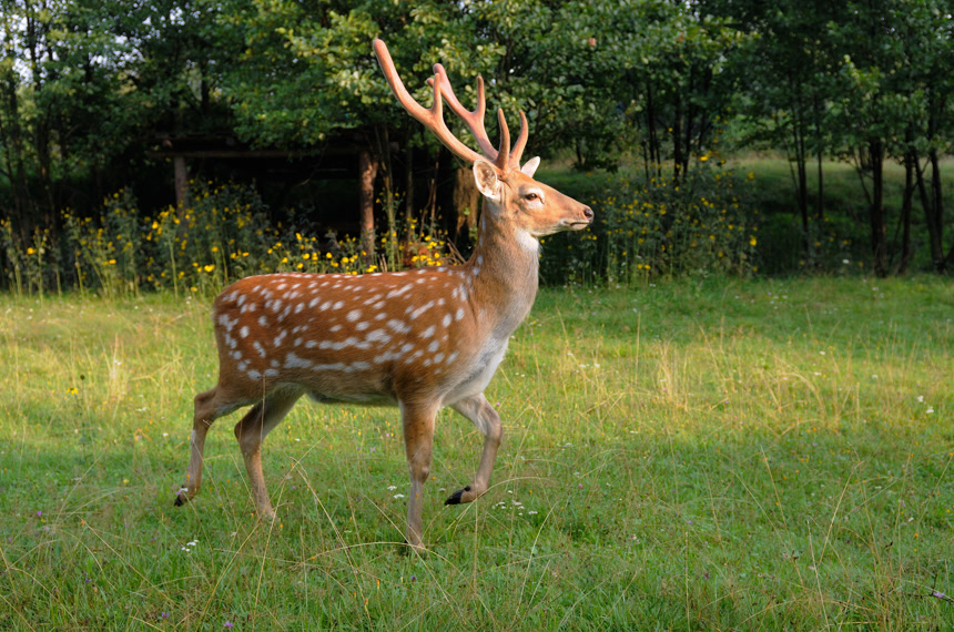 草地上的奔跑的梅花鹿野生动物