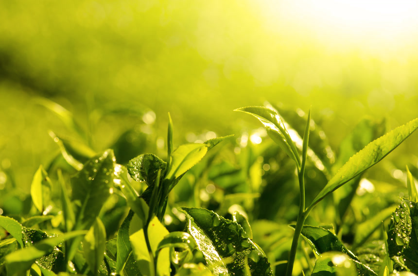 清晨阳光照射在茶园茶叶上茶叶宣传