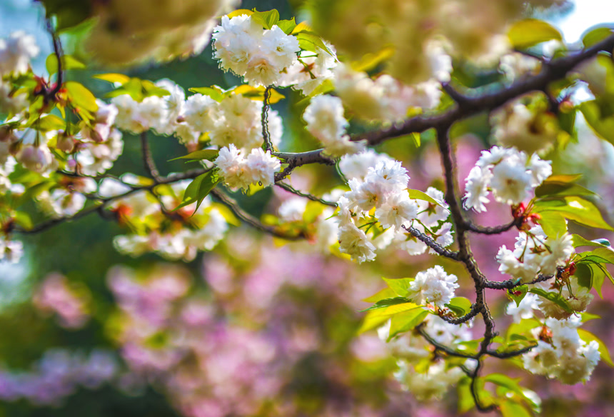 樱花在中国公园开花春暖花开