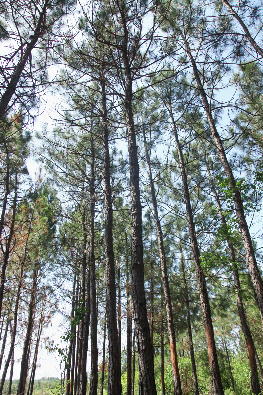 松树林