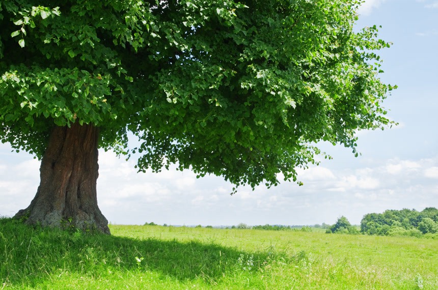 春天绿色草地上一棵茁壮成长的大树绿色植物