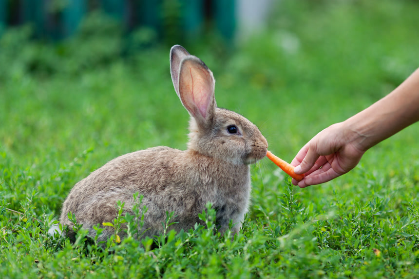 给在绿色草坪上的小兔子喂胡萝卜动物