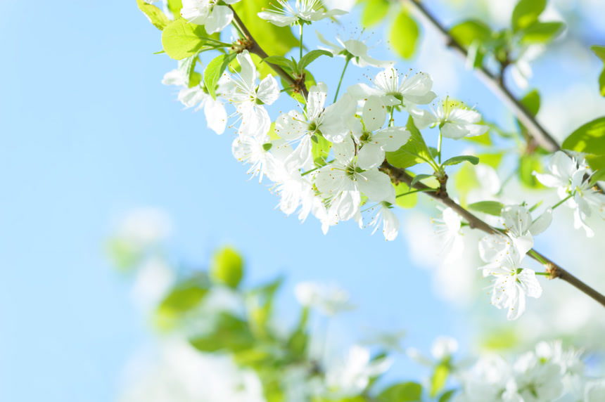 春天盛开的梨花小清新电脑壁纸