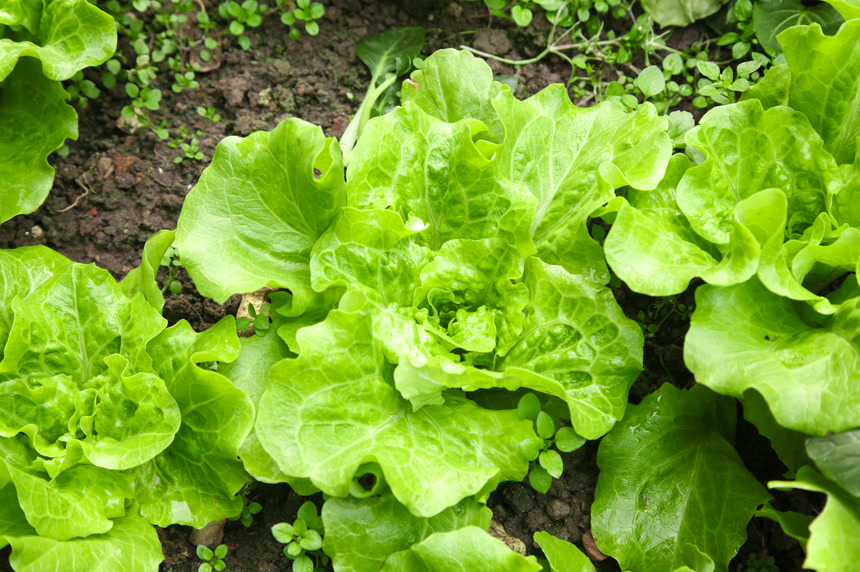 地里的新鲜生菜