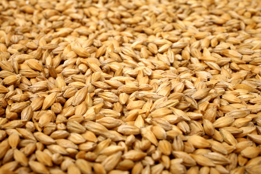 谷物小麦穗背景图酿酒原料产品宣传