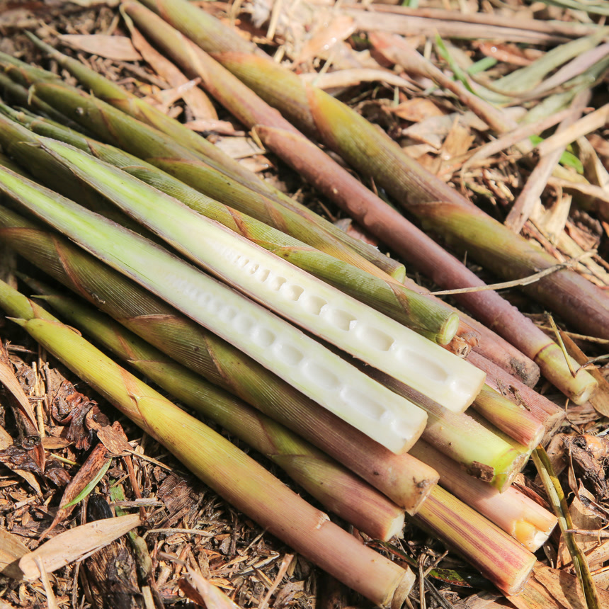 深底上的小竹笋