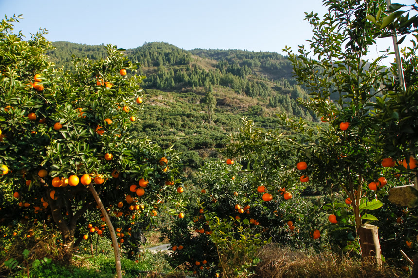 橙子产地