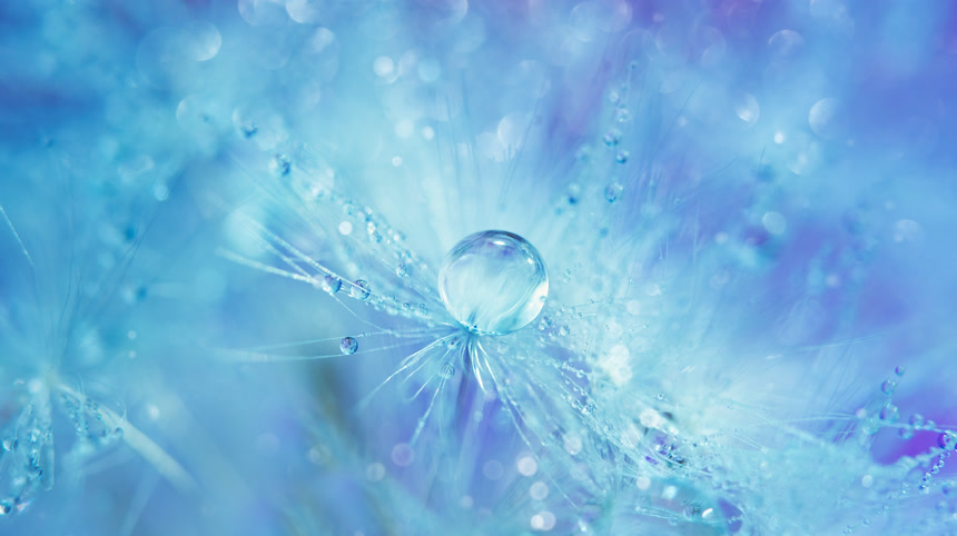 蒲公英上的水滴特写植物