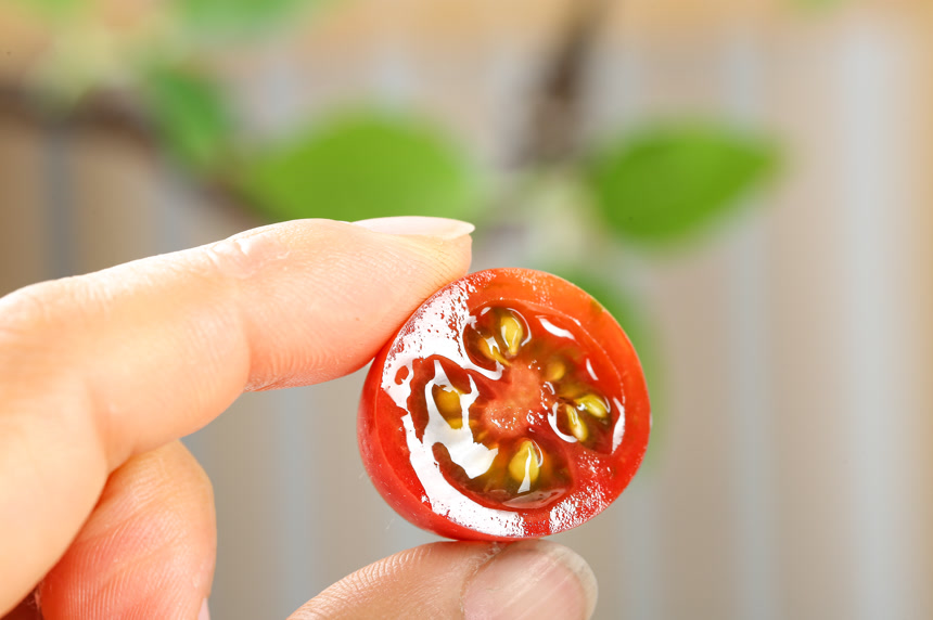 浅底上的小番茄