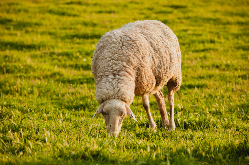 一只山羊在草原上吃草畜牧养殖