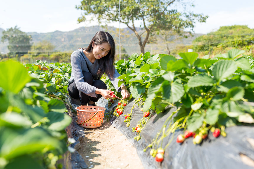 女人在草莓园采摘草莓农作物采摘