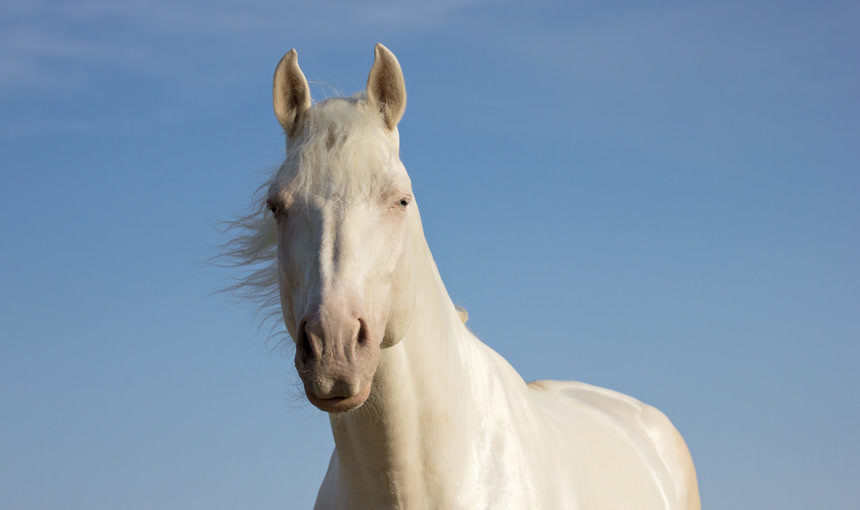 白马农场动物马属动物野生动物