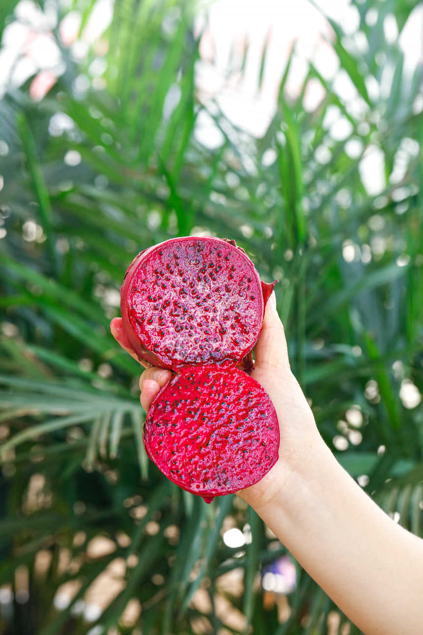 手里拿着红心火龙果