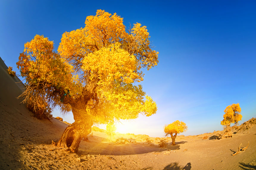 内蒙古中国胡杨摄影作品悲壮感