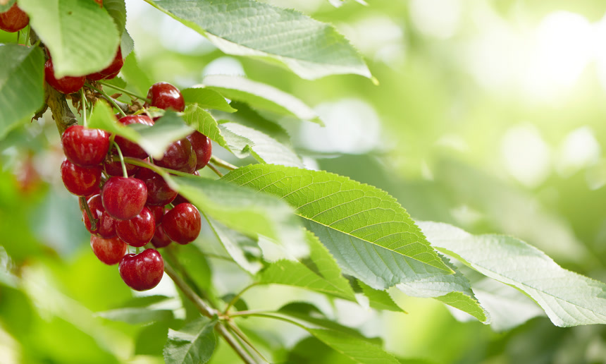 樱桃车厘子果园樱桃特写宣传片实拍