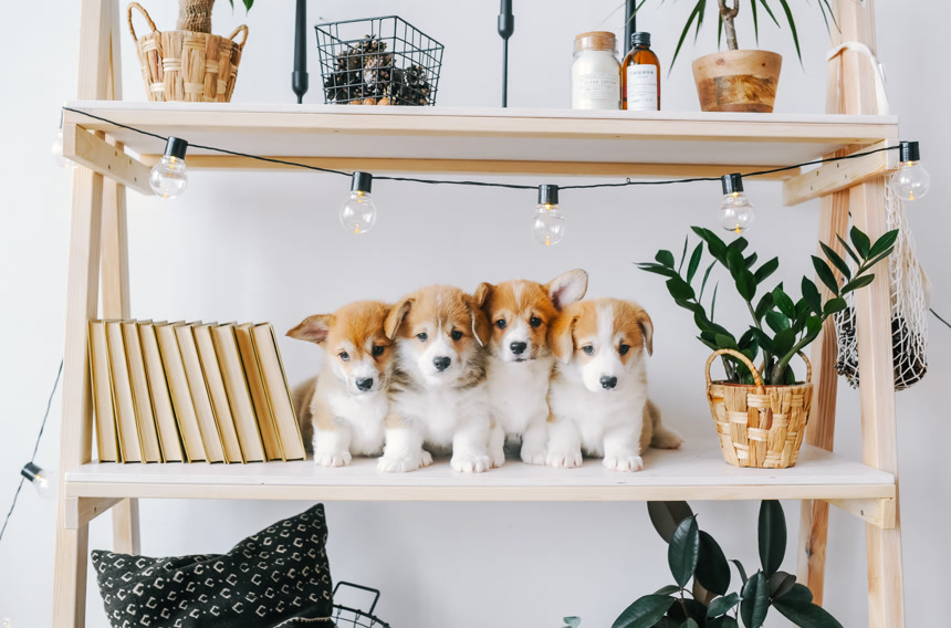 四只小狗在书架上广告素材