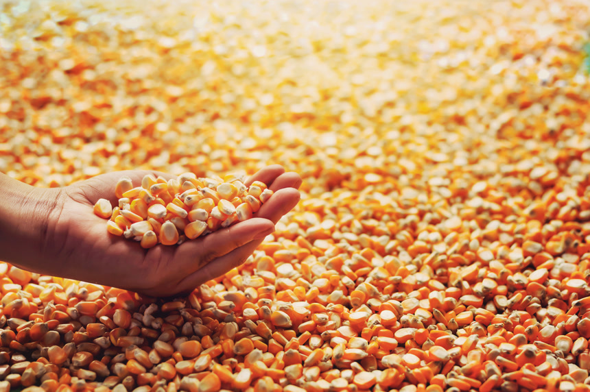 3.农民们正在用自己的双手抓起玉米粒检查玉米生活方式