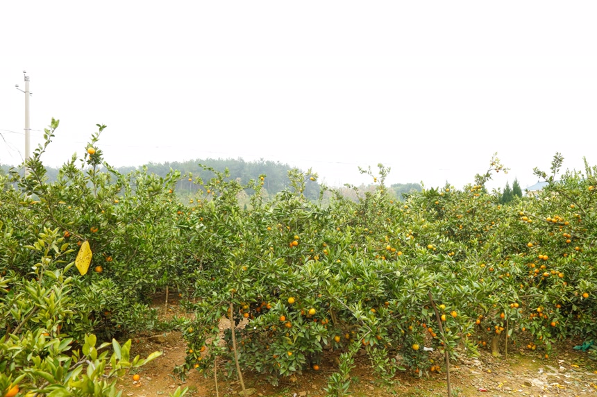 树上的新鲜橘子