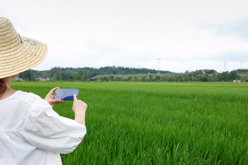 稻田 温控监测