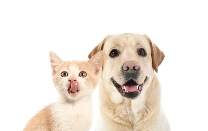 可爱的小猫和狗狗白底图爱宠宠物