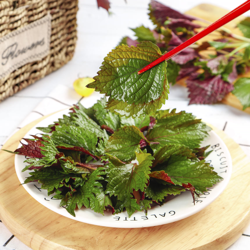 浅底上的紫苏叶