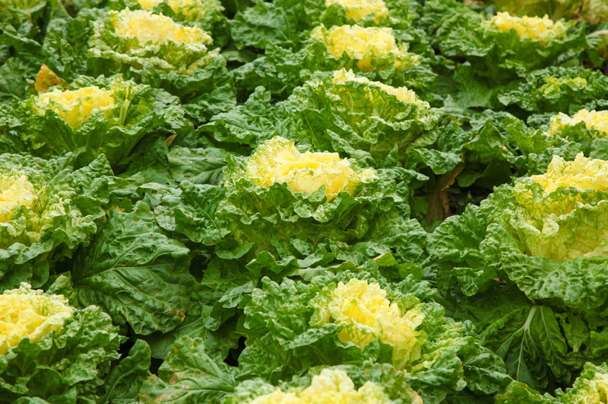 地里的大片白菜