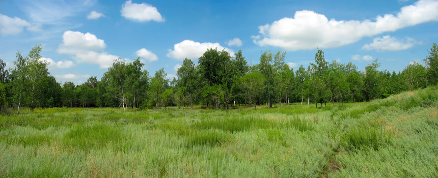 夏日的公园景观